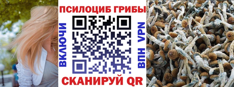 Псилоцибиновые грибы Cubensis  Купить  Колпашево 